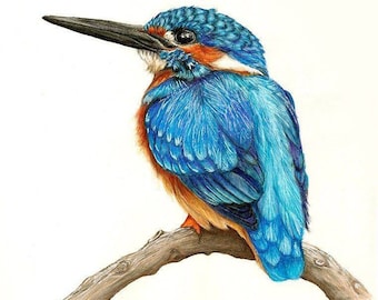 Kingfisher Signed Giclee Art Print -  colourful bird painting art - wildlife decor - animal wall decor - kingfisher painting