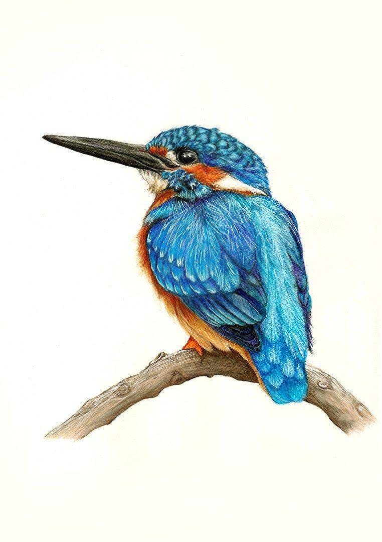 Learn how to draw Kingfisher - EASY TO DRAW EVERYTHING