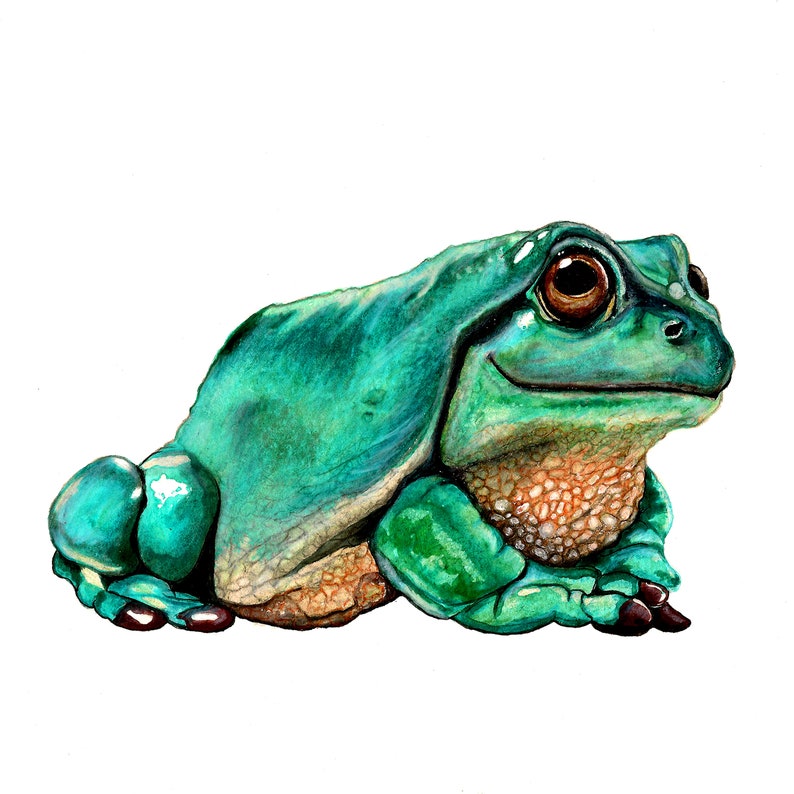 May include: A green tree frog with brown eyes, sitting on a white background. The frog has a light green belly and a darker green back.