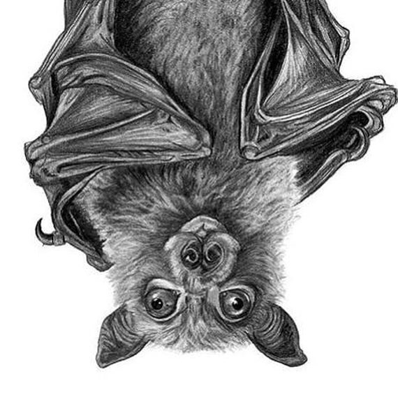 Nathius pipistrelle bat – drawing by Aga Grandowicz | Aga Grandowicz  Wildlife Illustration