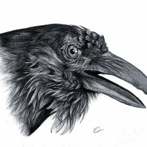 Raven Signed Giclee Art Print - limited edition print - Edgar Allan poe- gothic decor - gothic animal art - Witch familiar Corvid Crow