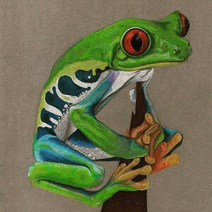May include: A green and blue frog with red eyes is perched on a branch. The frog has a white belly and orange feet.