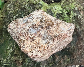 Starburst Jasper, 2-2/3 LBS Standing Cabinet Stone, Mexico, 1202.30 Grams, CR12629