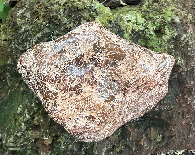 Starburst Jasper, 2-2/3 LBS Standing Cabinet Stone, Mexico, 1202.30 Grams, CR12629