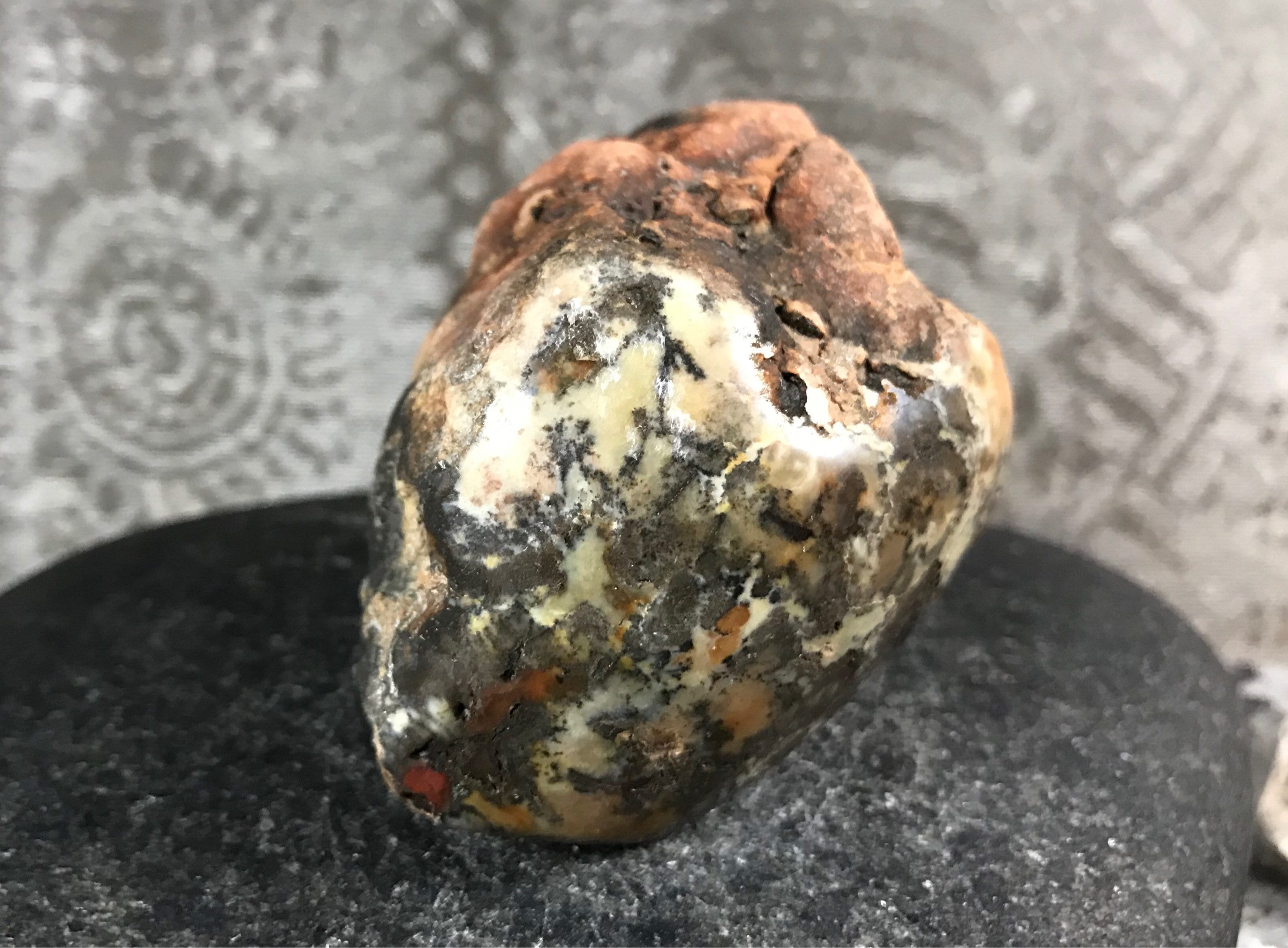 coprolite fossilized dinosaur poop