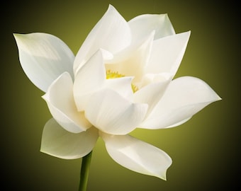 Lotus, Ubique Botanical Perfumes, The Essence, Divine Essence, Spiritual Perfume, No. 15, Limited Edition,  1 mL Bottle