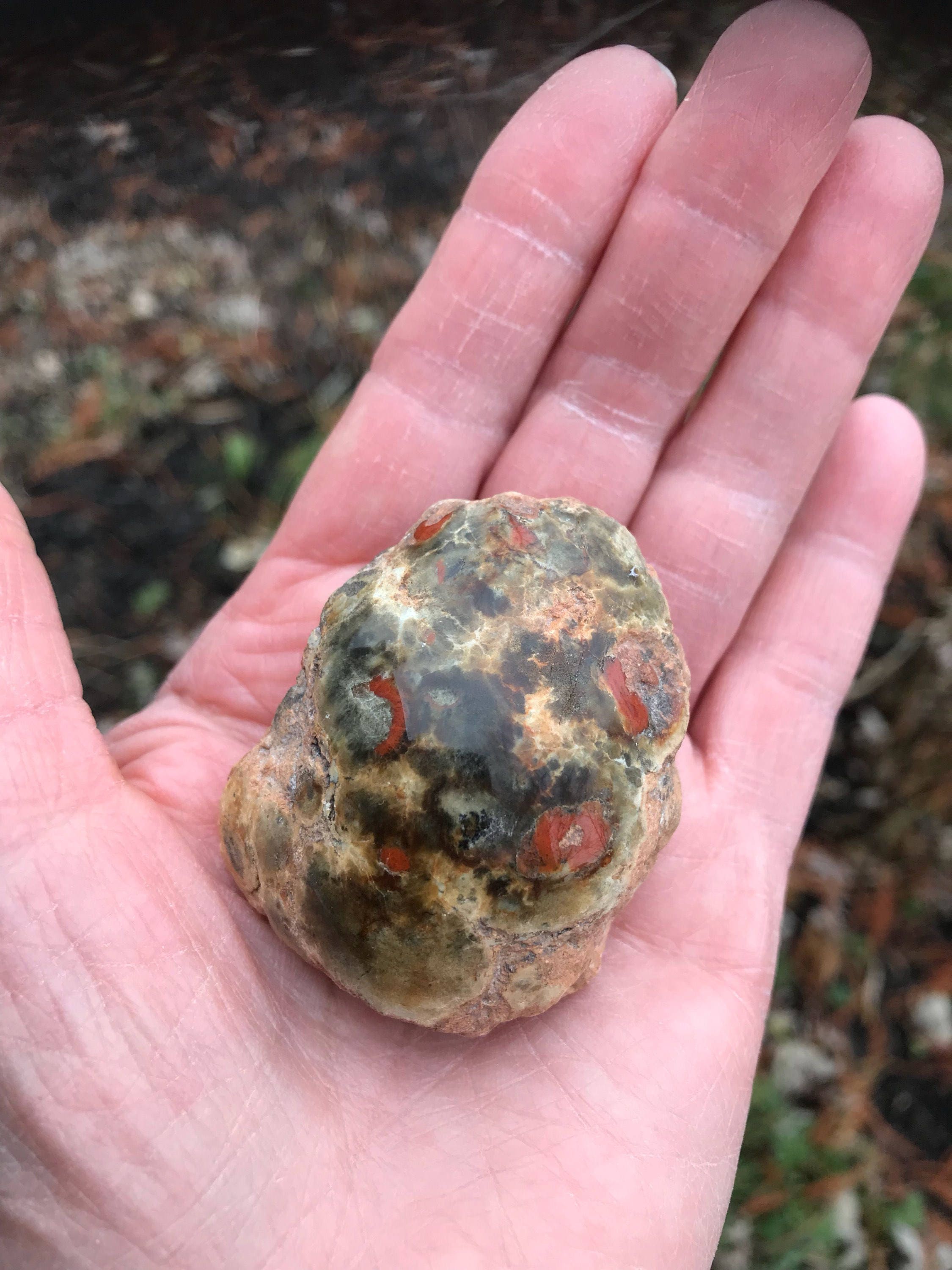 Coprolite, Fossilized Dinosaur Poo, Polished on One Side, 87 Grams, CR2628