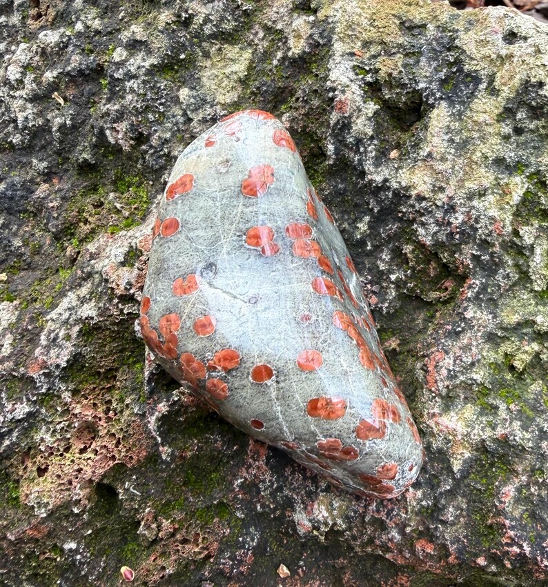 Pu&ograve; includere: Una pietra grigia liscia con numerosi punti rosso-arancio. La pietra ha una forma arrotondata e un aspetto lucido. Lo sfondo &egrave; una superficie rocciosa ruvida e strutturata con macchie di muschio verde.