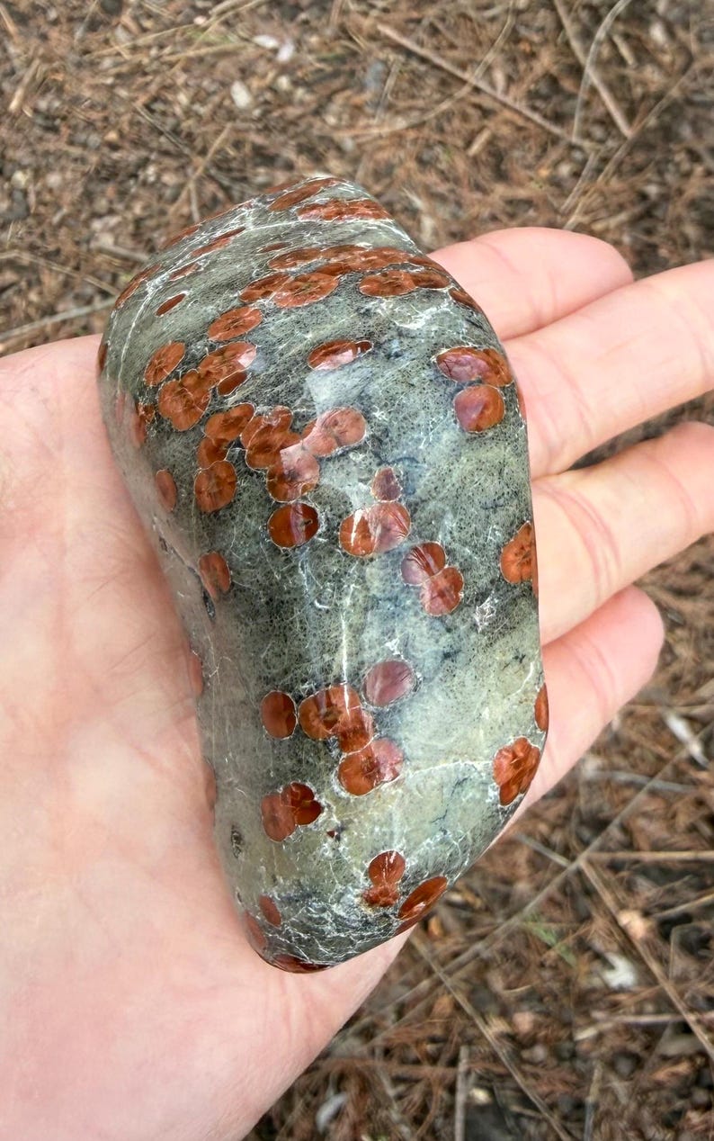 Pu&ograve; includere: Una pietra lucida, liscia e arrotondata caratterizzata da una base verde salvia screziata con distinte inclusioni circolari bruno-rossastre sparse su tutta la superficie. La roccia presenta una finitura lucida e riflettente e una forma organica irregolare.