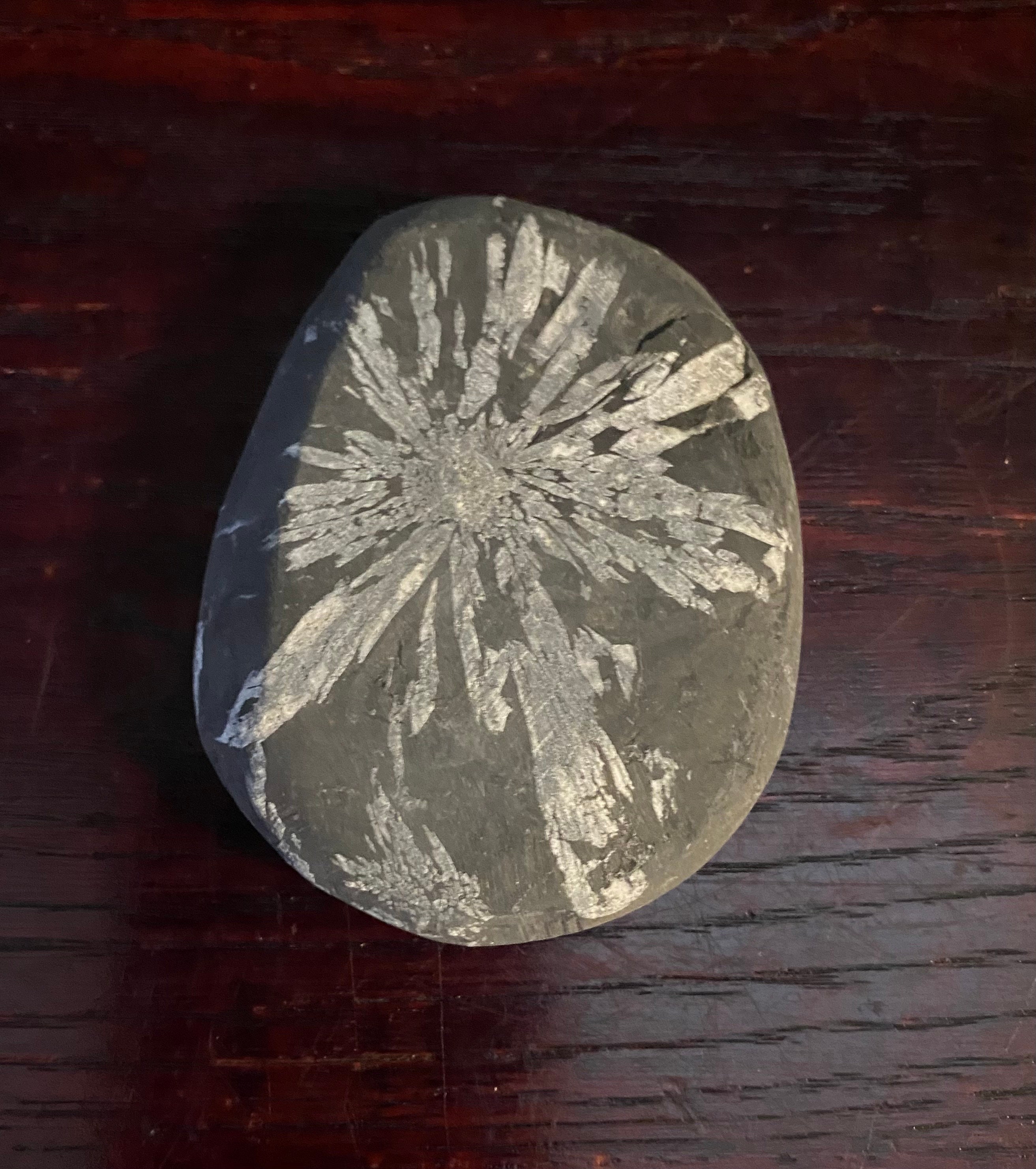 Chrysanthemum Stone, Oval, 84.90 Grams, China, CR11596 Chrysanthemum Stone, Oval, 84.90 Grams, China, CR11596
