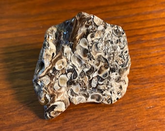 TURRITELLA AGATE, 1/4 LB+ Fossilized Palm Stone, Polished, 124.50 Grams, Wyoming, CR11981