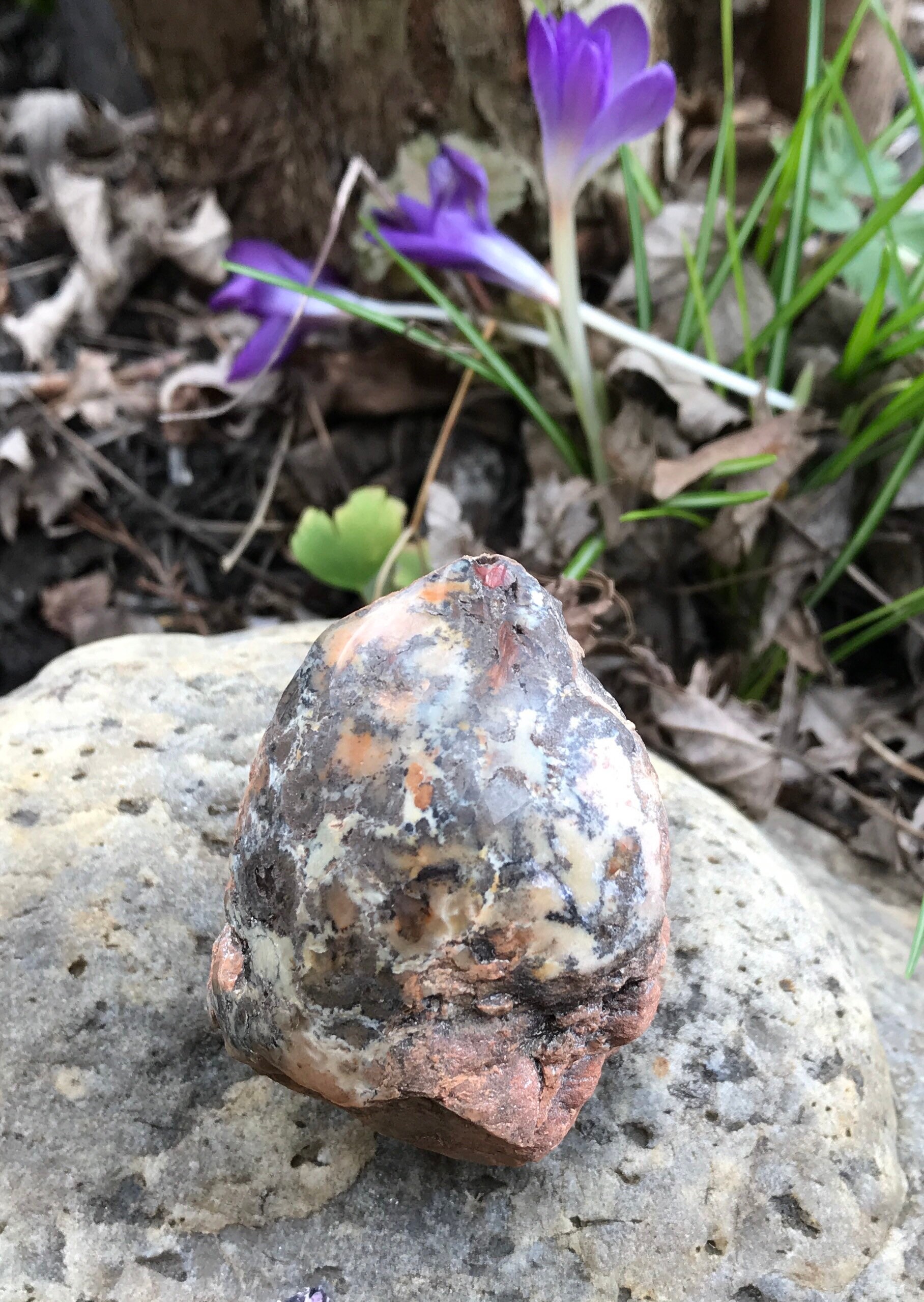 Coprolite, Fossilized Dinosaur Poo, Polished on One Side, Utah, 154.2 Grams, CR3180