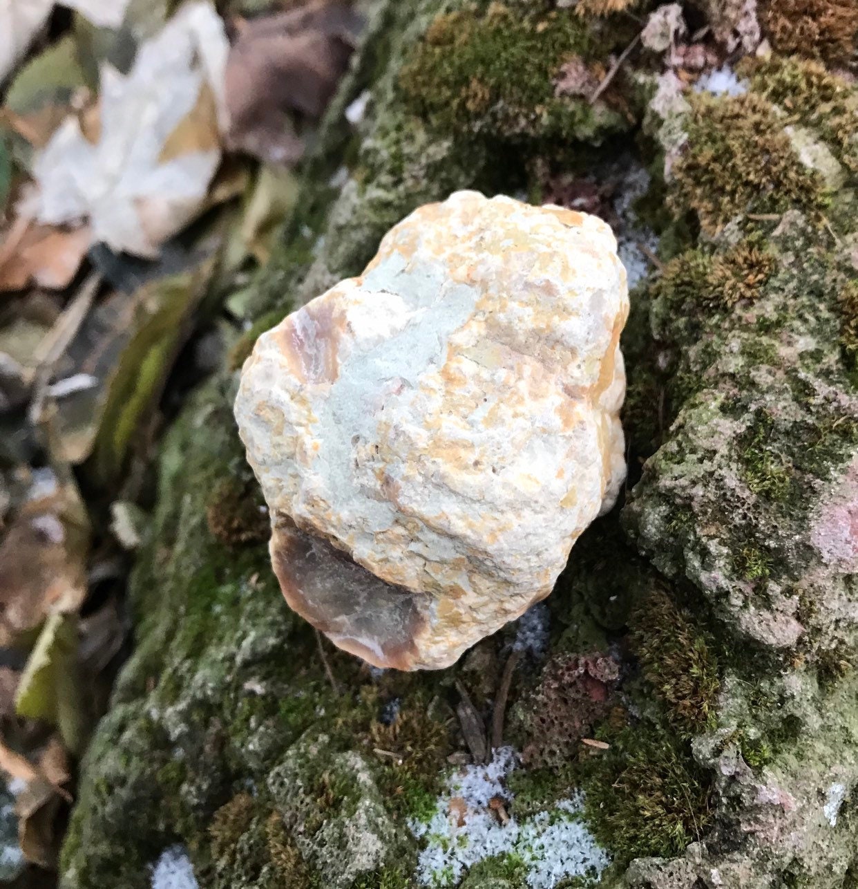 dinosaur fossilised poo