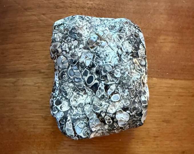 TURRITELLA AGATE, 1 LB+ Fossilized Palm Stone, Polished, 459.00 Grams, Wyoming, CR12516