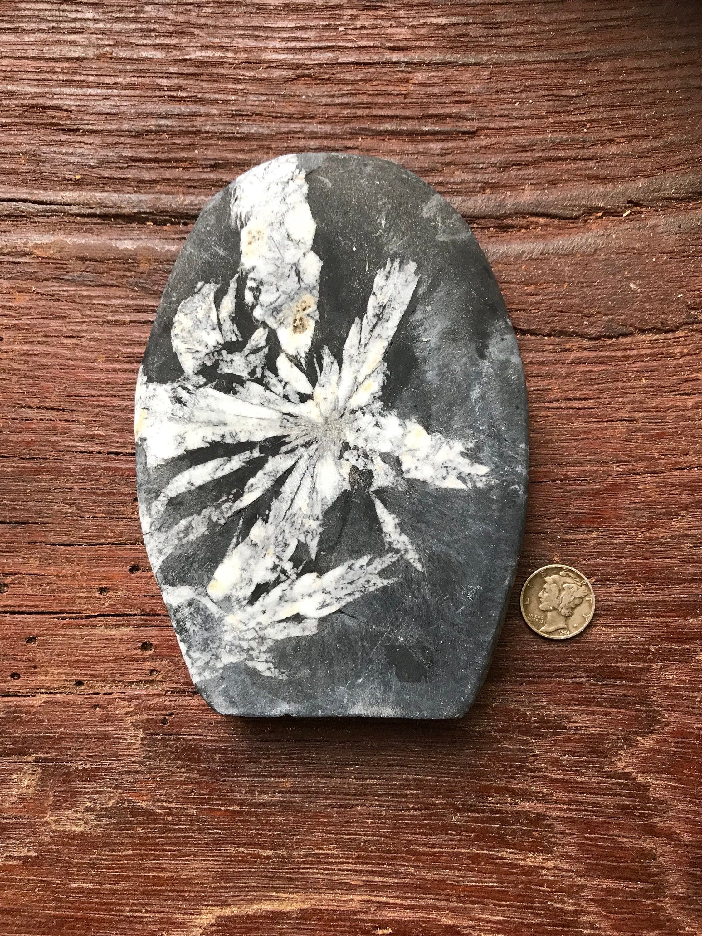 3/4 LB, XL Standing Chrysanthemum Stone, China, 352.7 Grams, CR4148