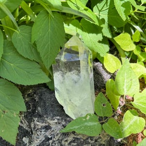 May include: A clear quartz crystal point, resting on a dark, textured rock, surrounded by vibrant green leaves. The crystal is transparent with a slightly cloudy appearance, catching the sunlight. The natural setting highlights the crystal's raw beauty.