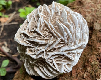 Gypsum, 1 LB+ Desert Rose, Large Cabinet Stone Cluster, Mexico, 497.80 Grams, CR11202