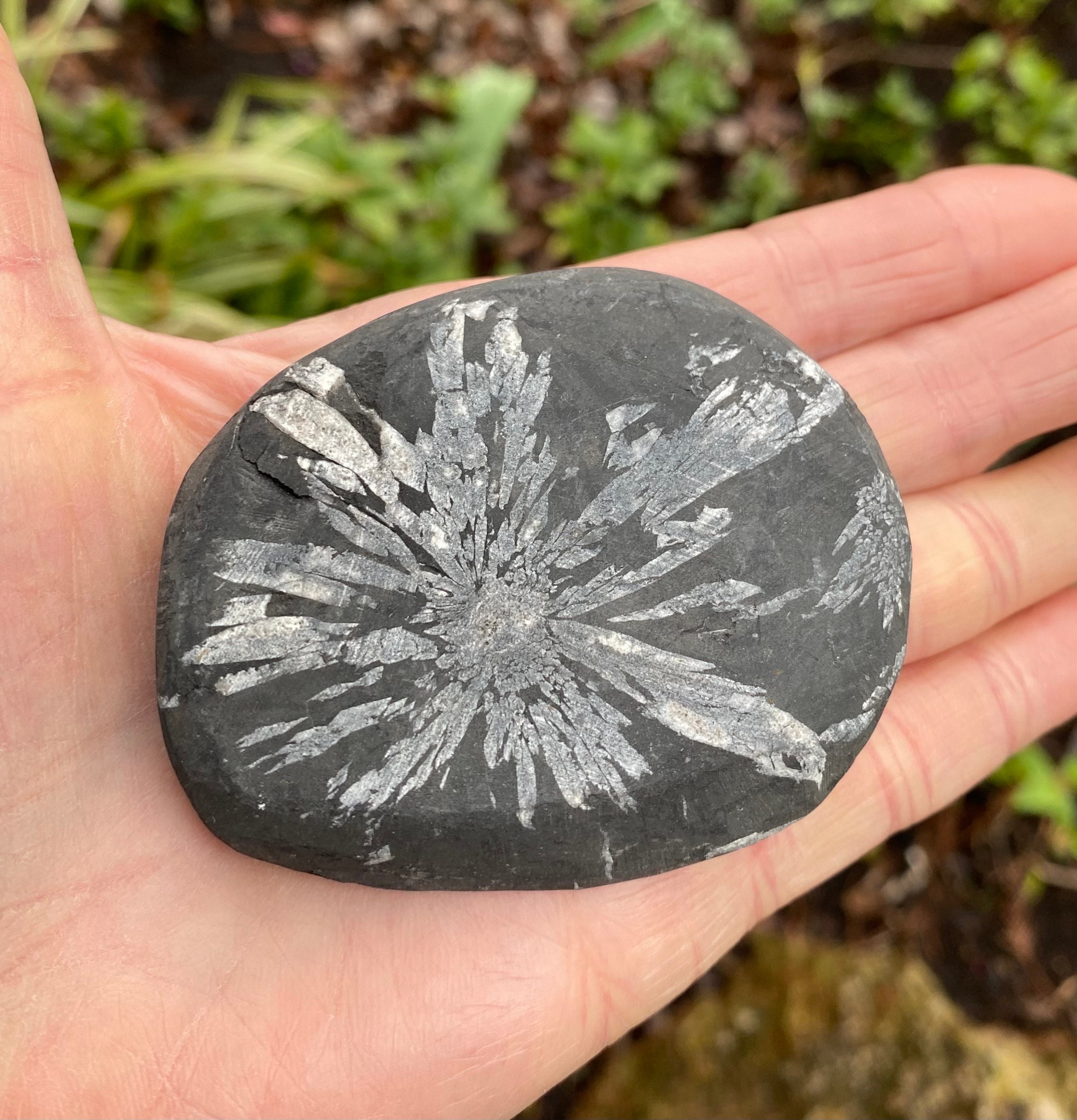 Chrysanthemum Stone, Oval, 84.90 Grams, China, CR11596 Chrysanthemum Stone, Oval, 84.90 Grams, China, CR11596