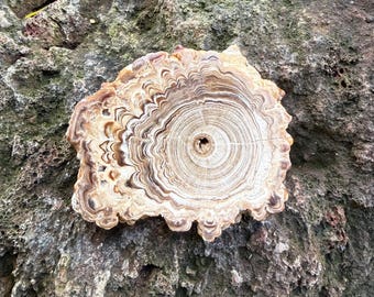 Aragonite, Polished Slab, Morocco, 93.30 Grams, CR12802