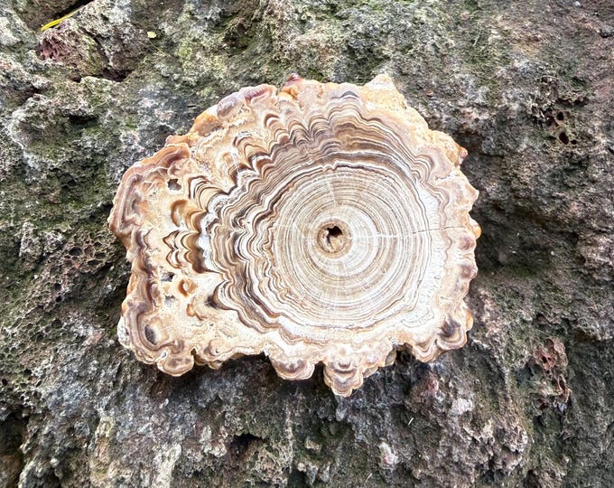 Aragonite, Polished Slab, Morocco, 93.30 Grams, CR12802