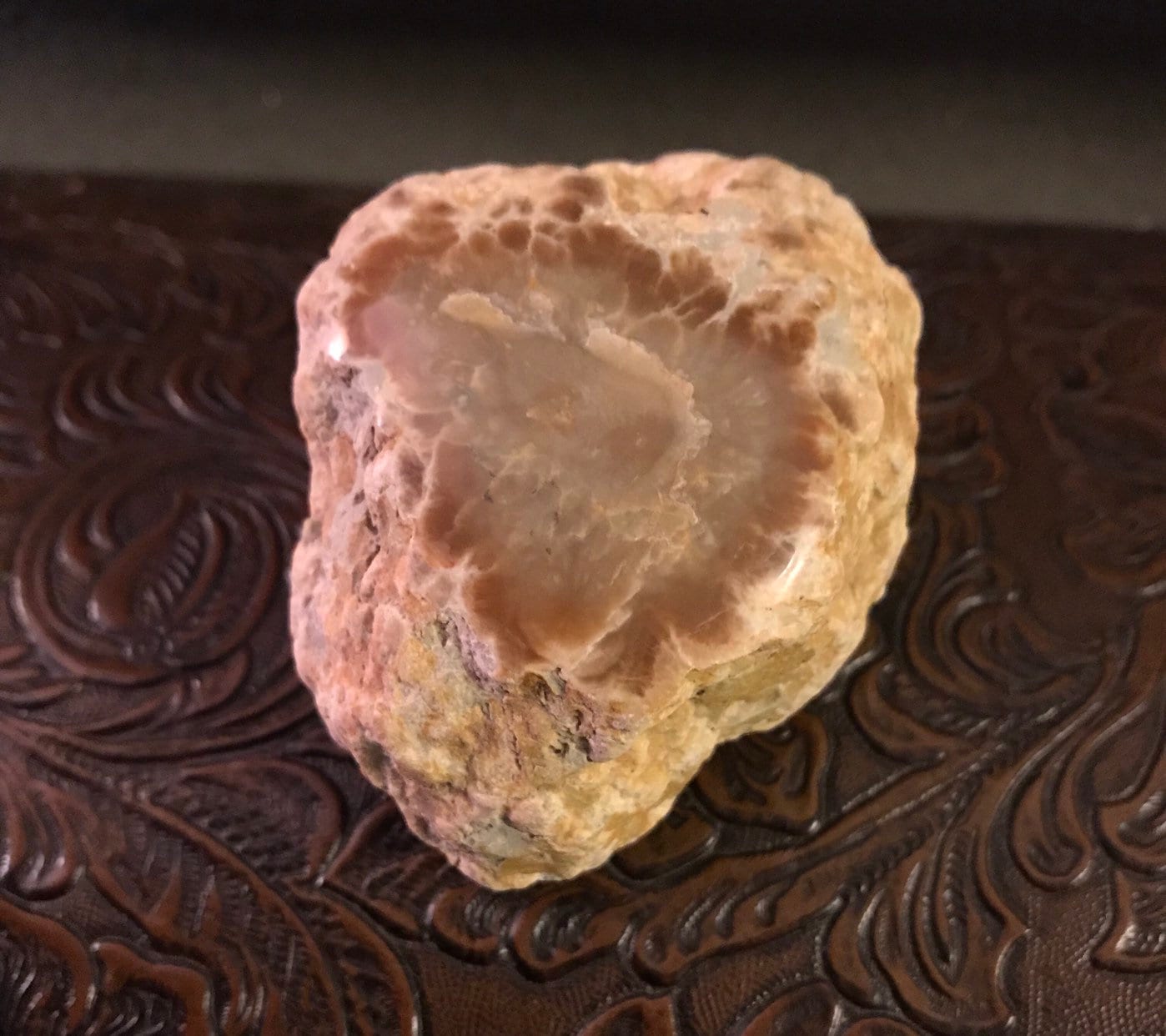coprolite fossilized dinosaur poop