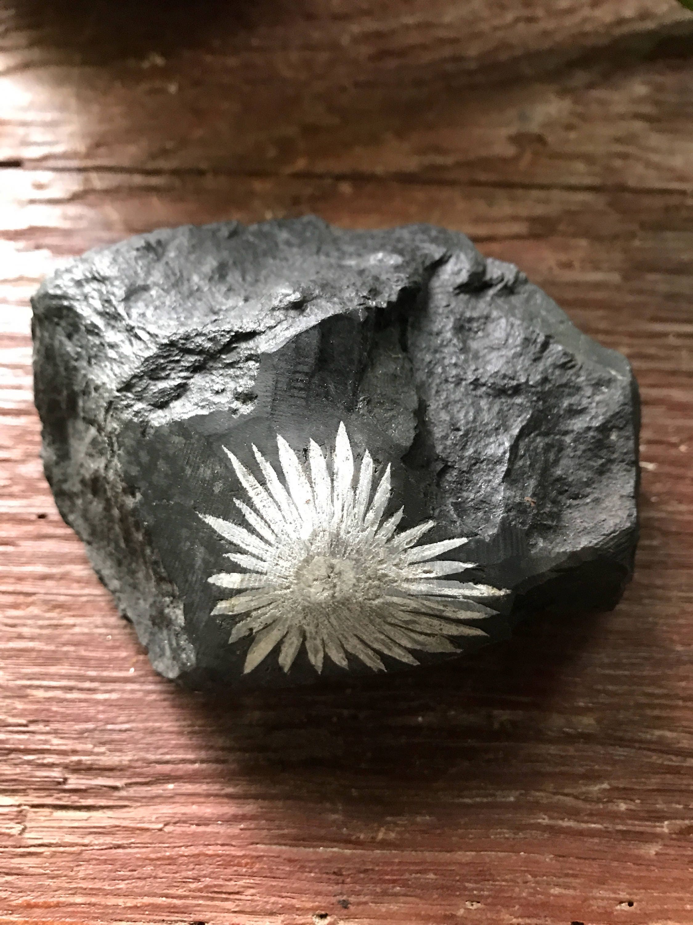 Reserved for L, 1.23 LB, XL Chrysanthemum Stone, China, 559.8 Grams, CR2183