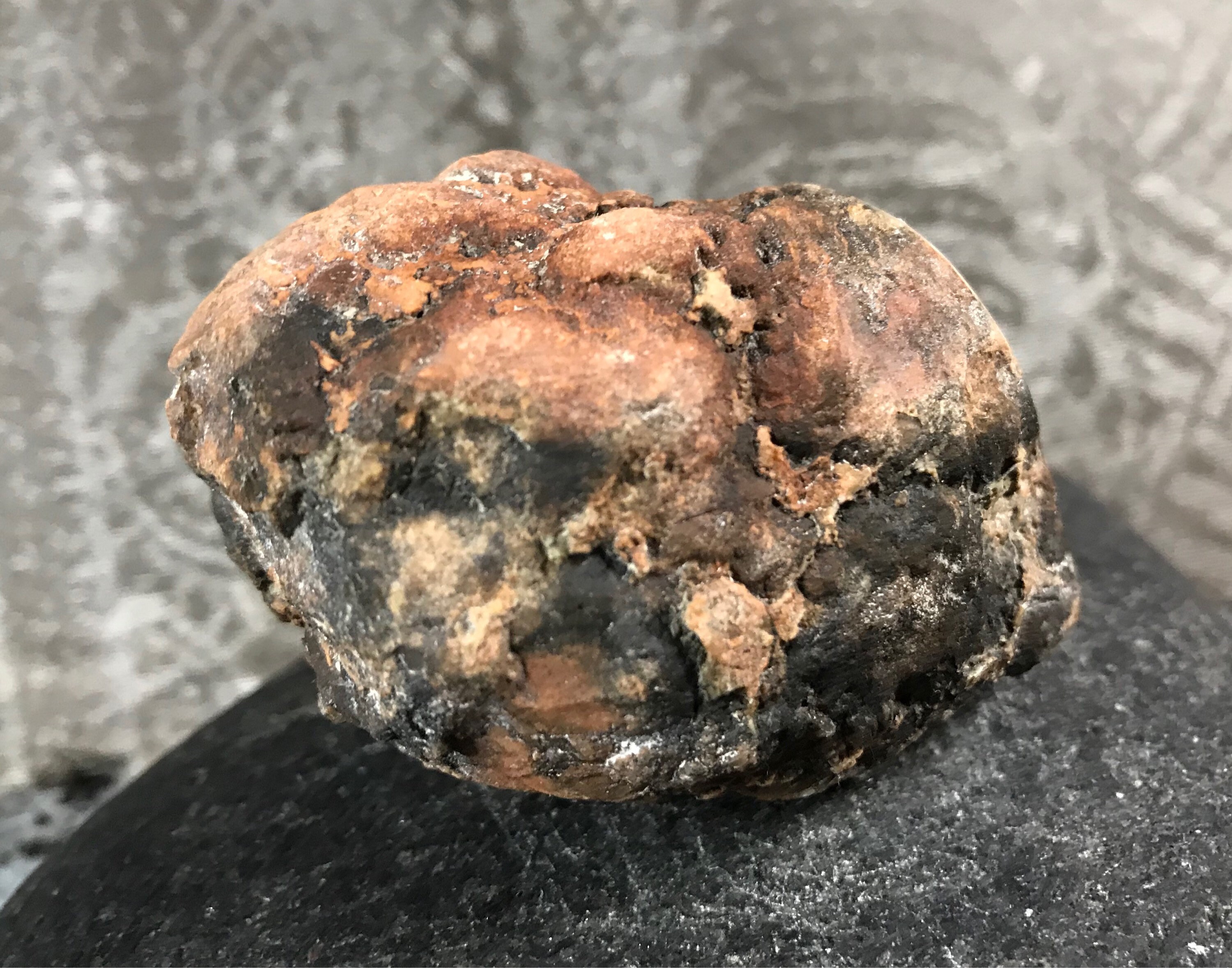 Coprolite, Fossilized Dinosaur Poo, Polished on One Side, Utah, 154.2 Grams, CR3180