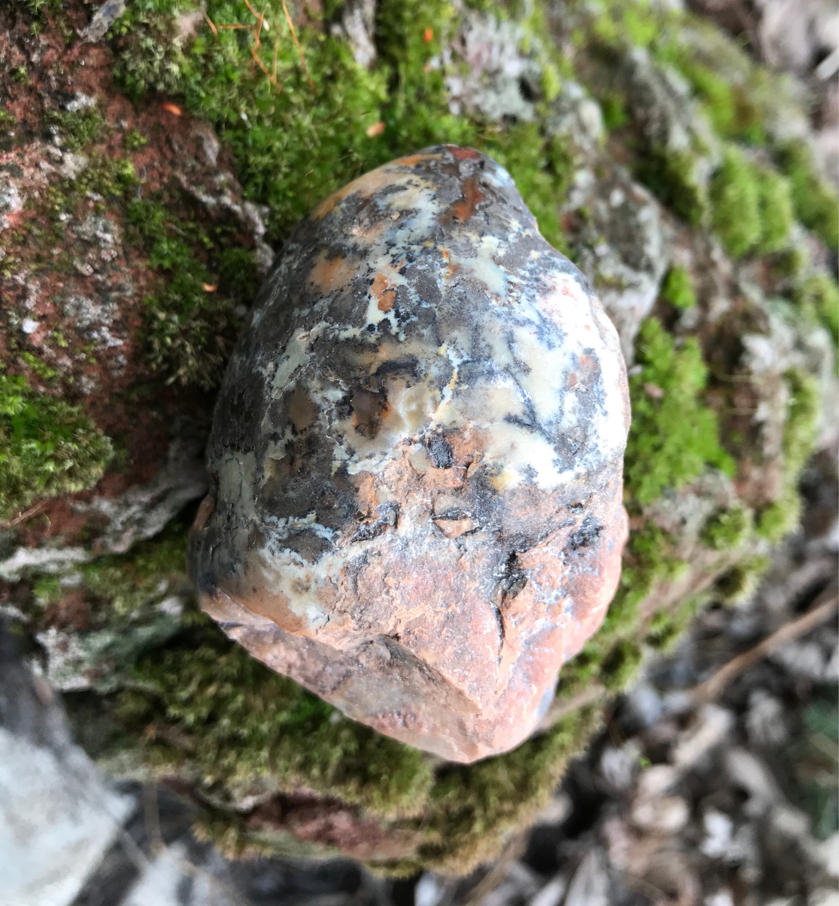 ichthyosaur coprolite
