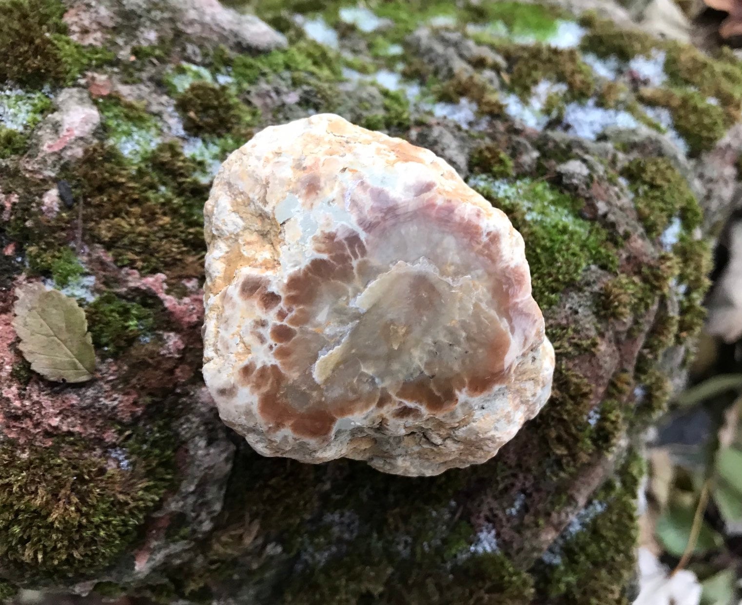 coprolite fossilized dinosaur poop