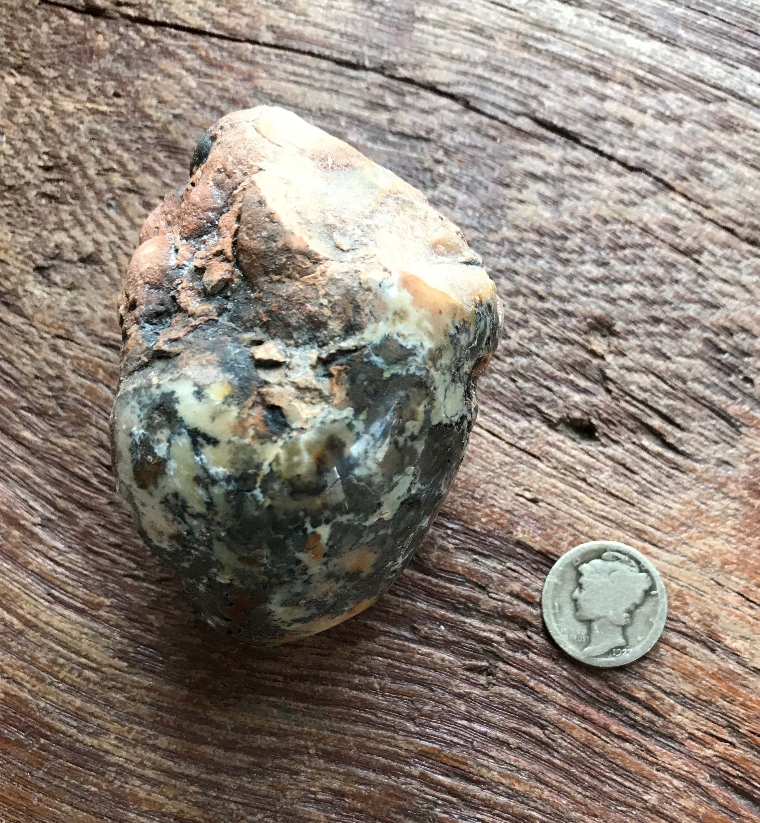 Coprolite, Fossilized Dinosaur Poo, Polished on One Side, Utah, 154.2 Grams, CR3180