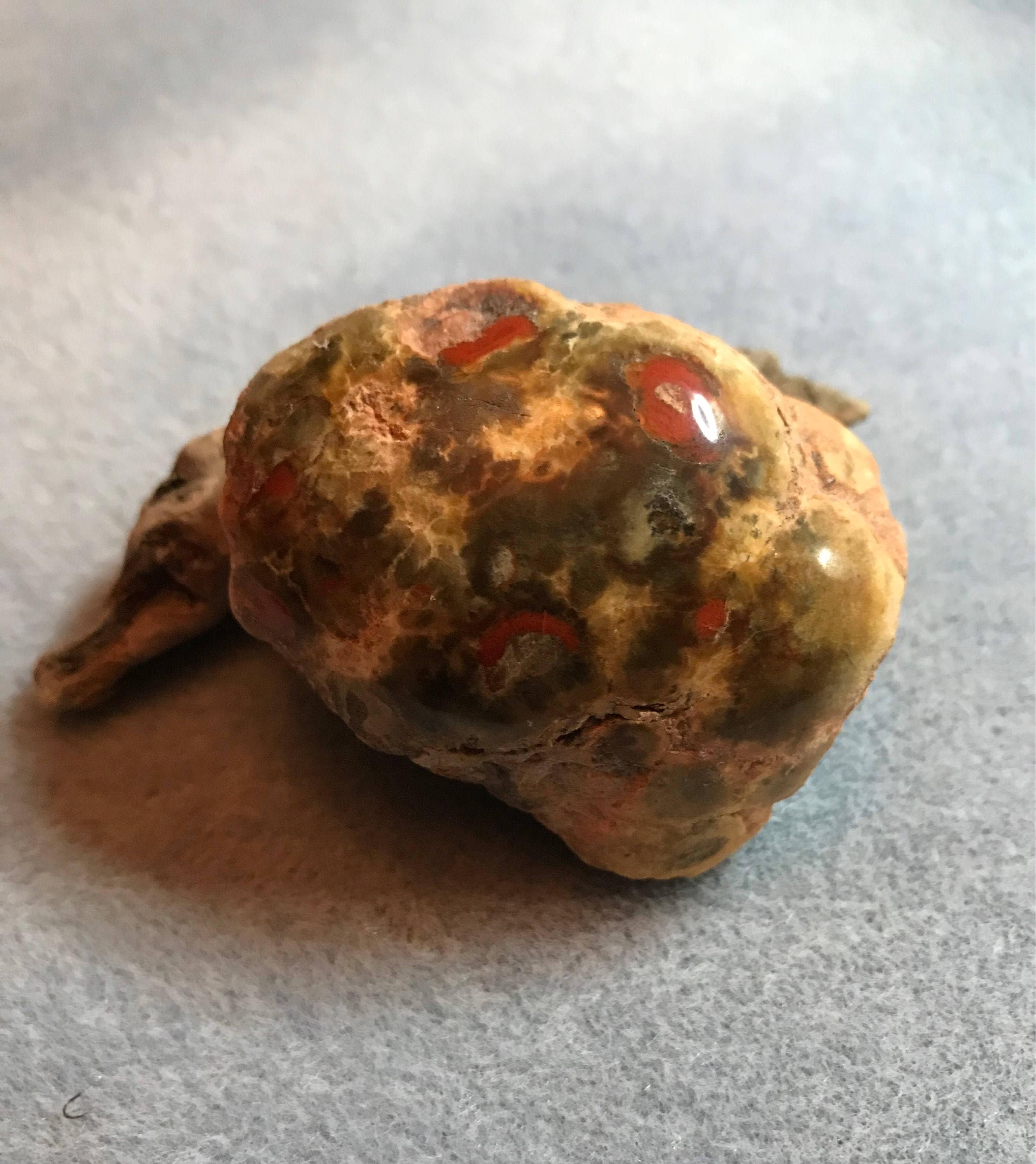 dinosaur fossilised poo