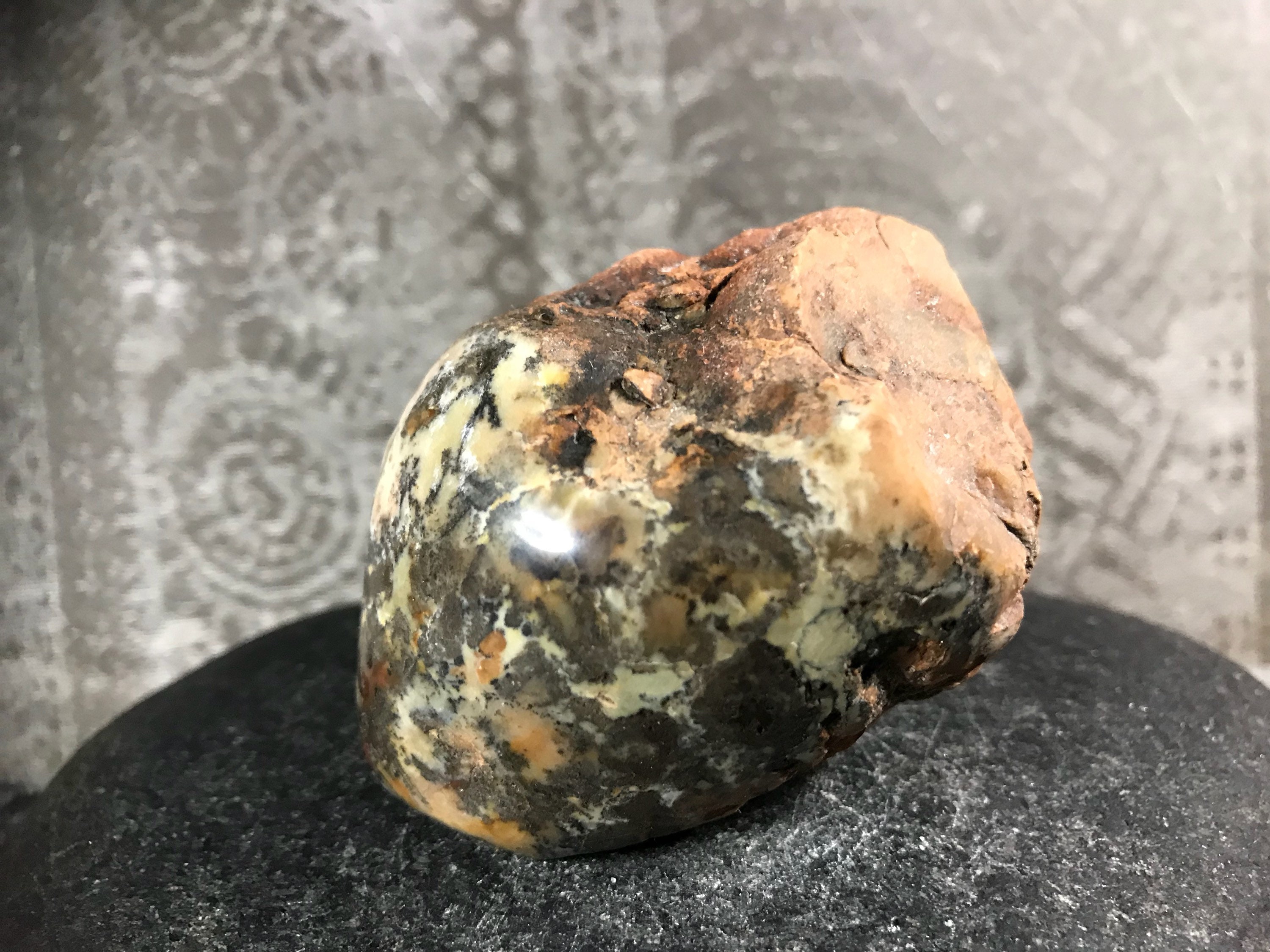 coprolite fossilized dinosaur poop