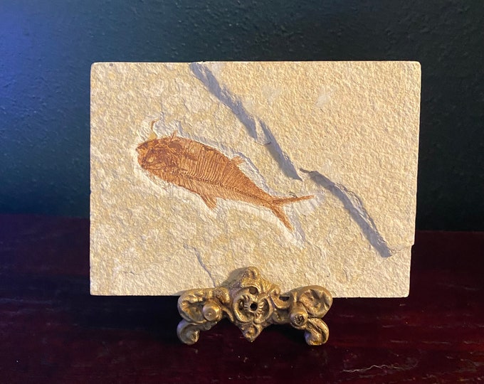 Fossilized Fish, Knightia Eocena, Includes Brass Stand for Display, Kemmer, Wyoming, FOS11196