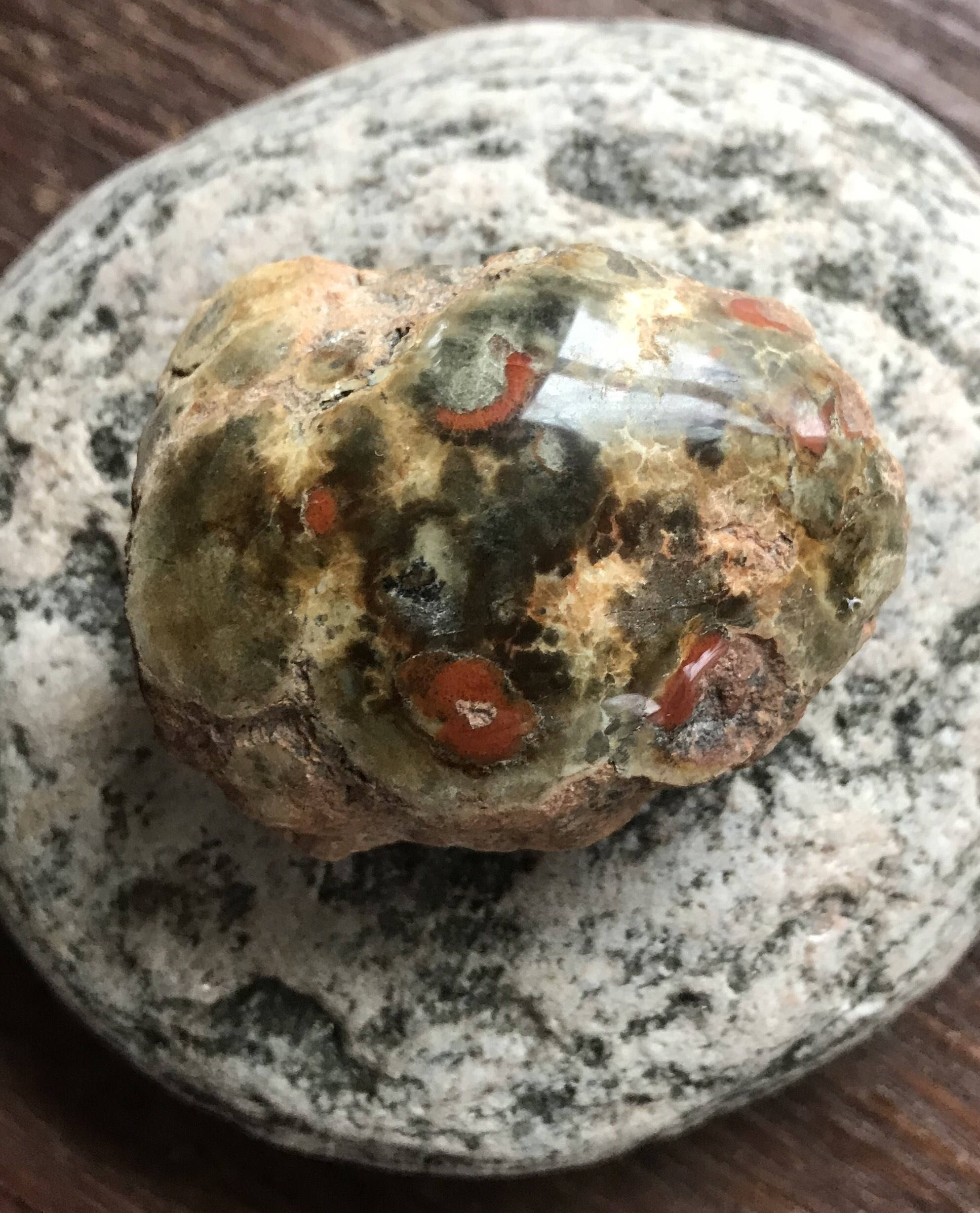 dinosaur fossilised poo