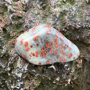 Pu&ograve; includere: Una pietra grigia liscia con numerose macchie rosso-arancio. La pietra, di forma ovale, poggia su una superficie rocciosa strutturata e ricoperta di muschio. La superficie lucida della pietra riflette la luce, evidenziando il suo motivo unico e le sue variazioni di colore.