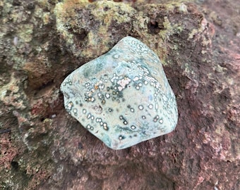 OCEAN JASPER, 1/2 LB+ Orbicular Palm Stone, Semi-Polished, Madagascar, 260.00 Grams, CR12750