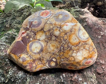 Birdseye Jasper, 3/4 LB+ Polished, Freeform Cabinet Stone, Mexico, 384.40 Grams, CR12592