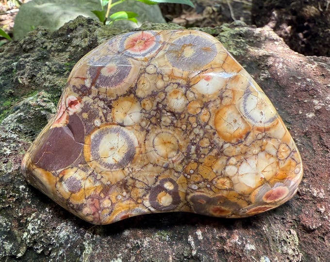 Birdseye Jasper, 3/4 LB+ Polished, Freeform Cabinet Stone, Mexico, 384.40 Grams, CR12592