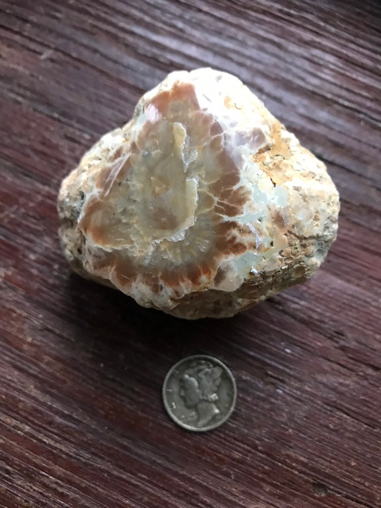 ichthyosaur coprolite