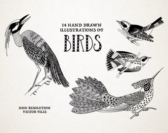 Hand Drawn Illustrations of Birds - Vector Graphic, Clipart, Instant Download, Wall Art to Print at Home, PNG and SVG files