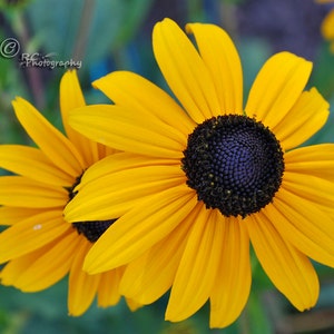 Beautiful sunflowers Photography, Flowers, Garden, Gift for Mom, Gift for her, Wall Decor