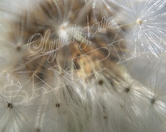 Dandelion Flower