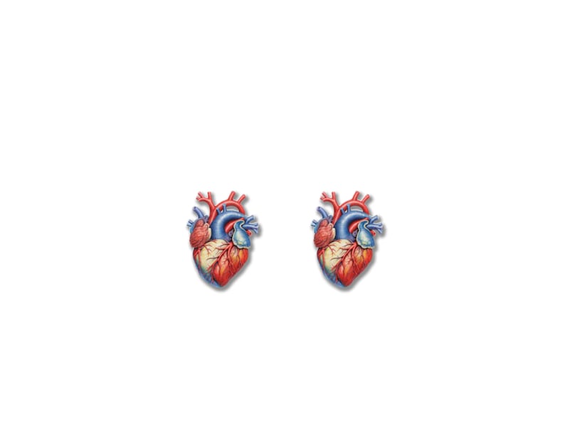 May include: Two anatomical heart illustrations. Each heart is depicted with red, blue, and yellow-orange hues, showcasing the major blood vessels and chambers. The hearts are set against a plain white background.