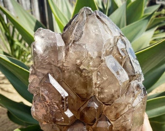 May include: A large, raw smoky quartz crystal cluster. The crystal is a translucent brown color with multiple points and facets. The background features green and yellow leaves and a wooden fence.