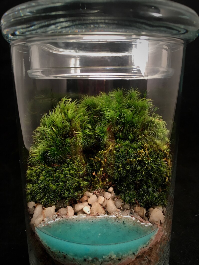 Beach Terrarium with Live Moss and Pebbles in Glass Jar | Etsy