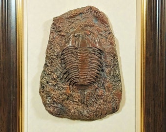 Ingelijst fossiel, precambrische trilobiet, gefossiliseerd bot, eigentijds design, gefossiliseerd dier, natuurlijke historie, edelstenen,