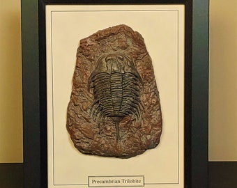 Ingelijst fossiel, precambrium trilobiet, versteend bot, eigentijds design, versteend dier, natuurlijke historie, edelstenen,