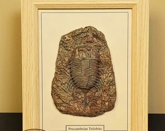 Ingelijst fossiel, Precambrium trilobiet, gefossiliseerd bot, eigentijds design, gefossiliseerd dier, natuurlijke historie, edelstenen,