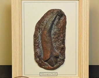 Framed Velociraptor tooth, fossilized, dinosaur tooth, contemporary design