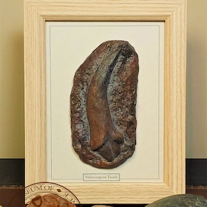 Dente Velociraptor incorniciato, fossilizzato, dente di dinosauro, design contemporaneo